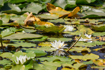 Blooming lotuses in the river. Trees bent over the water. Large white flowers with large leaves growing in a pond.