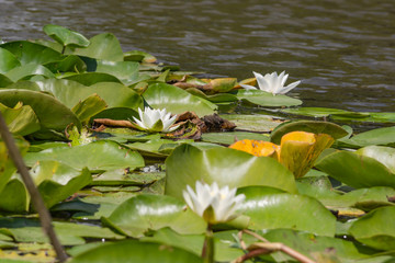 Blooming lotuses in the river. Trees bent over the water. Large white flowers with large leaves growing in a pond.
