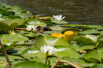 Blooming lotuses in the river. Trees bent over the water. Large white flowers with large leaves growing in a pond.