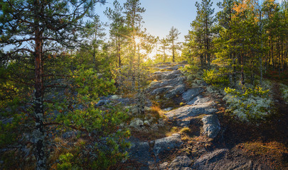 Panorama of a pine tree forest. Background for travel materials.