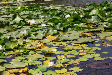 Blooming lotuses in the river. Trees bent over the water. Large white flowers with large leaves growing in a pond.