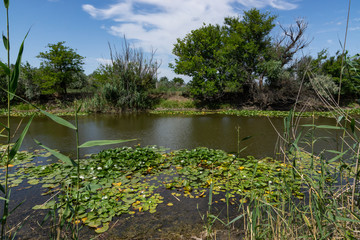 Blooming lotuses in the river. Trees bent over the water. Large white flowers with large leaves growing in a pond.