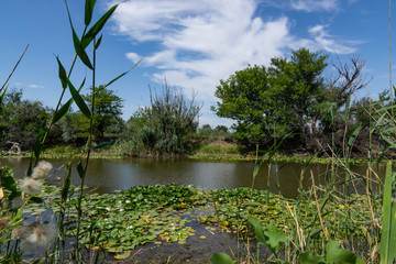 Blooming lotuses in the river. Trees bent over the water. Large white flowers with large leaves growing in a pond.