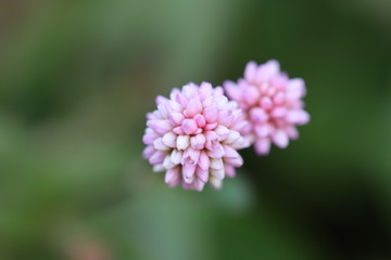 ヒメツルソバ　ピンク色の小さな花