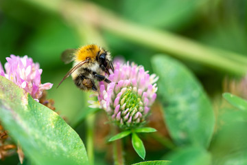 Hummel im Klee