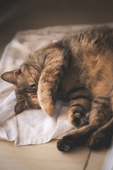Sleeping cat on the towel on floor by bend body, hand cover its face from sun light at window in the room - vertical image