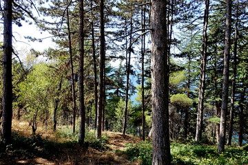 Pine forest on the rocks above Lake Ohrid of Ohrid and the Church of St. Kaneo in Ohrid