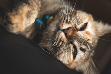 Closeup cat sleeping on pad of the chair, eyes nearly close but still looking at camera