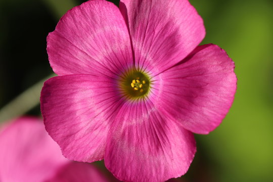 25 Best フヨウカタバミ Images Stock Photos Vectors Adobe Stock