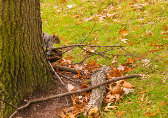 Squirrel