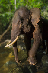 Fototapeta premium Critically endangered bull Asian elephant in Sumatra rainforest