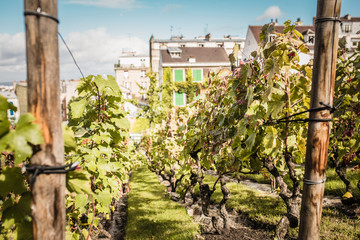 Fototapeta na wymiar Beautiful view of a well-kept vineyard on a farm - vine for making wine