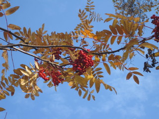 Red ashberry on the branch with yellow leaves. Berries on the blue sky background.