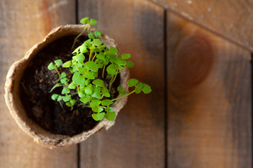 Small green sprouts in pot close up