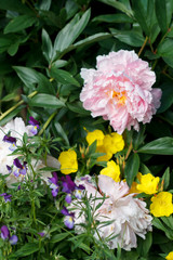 garden peonies and violets on grass background close up