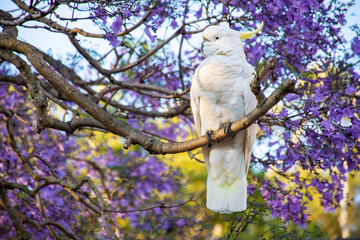 Sulphur-crested cockatoo seating on a beautiful blooming jacaranda tree. Urban wildlife. Australian...
