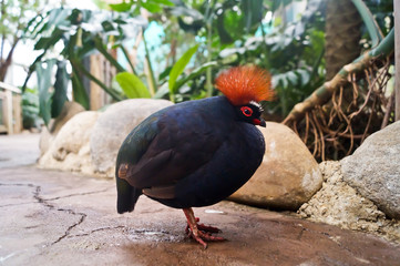 Crested wood partridge - Male
