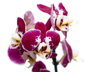 Obraz na płótnie Canvas orchid flowers with lilac white flowers