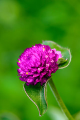 Fototapeta premium Gomphrena globosa L