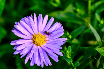 Obraz premium Dutch daisy