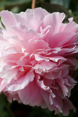 natural background of delicate petals of pink garden peony close up