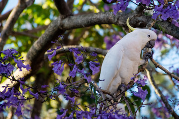 Sulphur-crested cockatoo seating on a beautiful blooming jacaranda tree. Urban wildlife. Australian backyard visitors © Daria Nipot