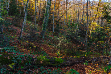 Fallen tree mossed in a colorful autumn forest