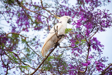 Sulphur-crested cockatoo seating on a beautiful blooming jacaranda tree. Urban wildlife. Australian...
