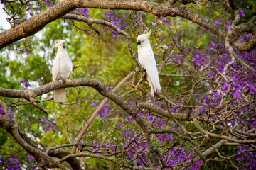 Sulphur-crested cockatoos seating on a beautiful blooming jacaranda tree. Urban wildlife....
