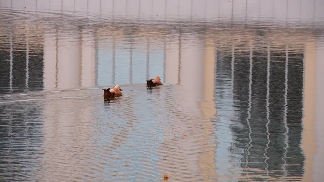 red duck Ogar on Chistiye Prudy Clean Ponds Boulevard and Park Tadorna ferruginea