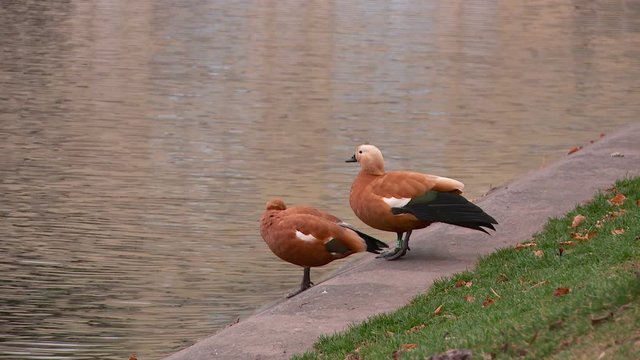 red duck Ogar on Chistiye Prudy Clean Ponds Boulevard and Park Tadorna ferruginea