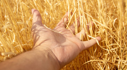 Hay or dry grass (golden) at hand, touch some grass. I feel lonely and nature