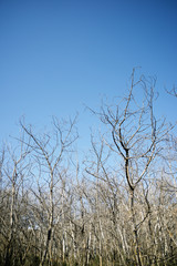 Winter forest in Spain.