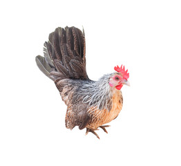 Rooster bantam tri-coloured beautiful patterns standing  isolated on white background with clipping path