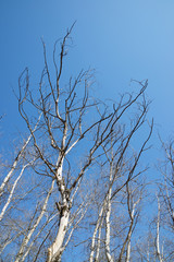 Winter forest in Spain.