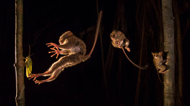 Tarsier Leaping - Composite photo of tarsier jumping onto katydid, Tangkoko WIldlife Reserve, Indonesia