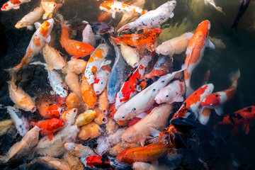 Feeding koi fish. Japanese Koi
