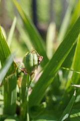 field plant on grass background close up