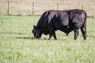 Black Angus bull grazing