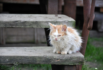 dirty kitten on the stairs