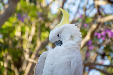 Close up of sulphur-crested cockatoo with purple blooming jacaranda tree on background. Urban...