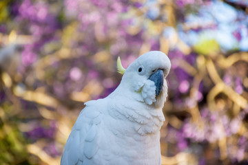 Close up of sulphur-crested cockatoo with purple blooming jacaranda tree on background. Urban wildlife. Australian backyard visitors
