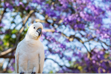 Close up of sulphur-crested cockatoo with purple blooming jacaranda tree on background. Urban...