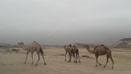 Fototapeta na wymiar Camels in Salalah, Oman