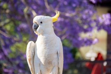 Close up of sulphur-crested cockatoo with purple blooming jacaranda tree on background. Urban...