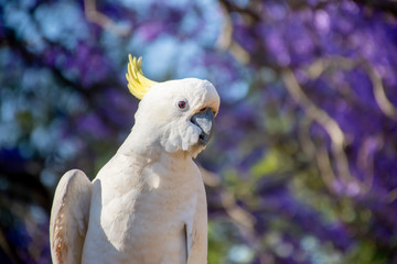 Close up of sulphur-crested cockatoo with purple blooming jacaranda tree on background. Urban...
