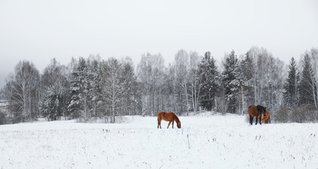 A group of horses in a winter paddock field