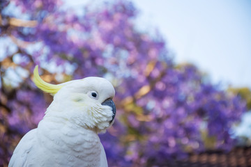 Close up of sulphur-crested cockatoo with purple blooming jacaranda tree on background. Urban...