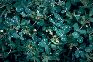 plant color green leaf background
