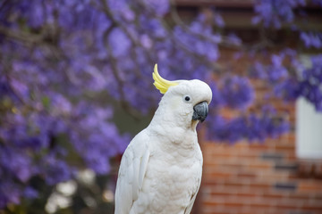 Close up of sulphur-crested cockatoo with purple blooming jacaranda tree on background. Urban wildlife. Australian backyard visitors